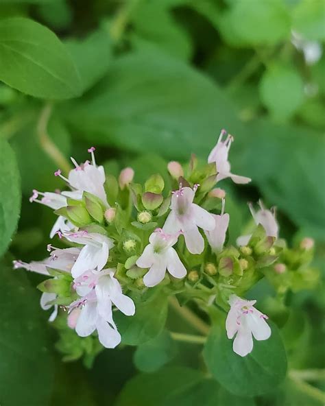 Oregano flowers! Who knew they would be so pretty? 🌸🌱 The season is ending too soon, but I can ...