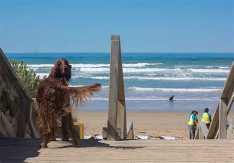 Surf’s Up: The Best Beginner Surf (and Nearby Coffee) Spots Around Adelaide