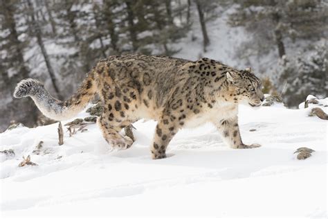 Le léopard des neiges n'est plus « en voie de disparition