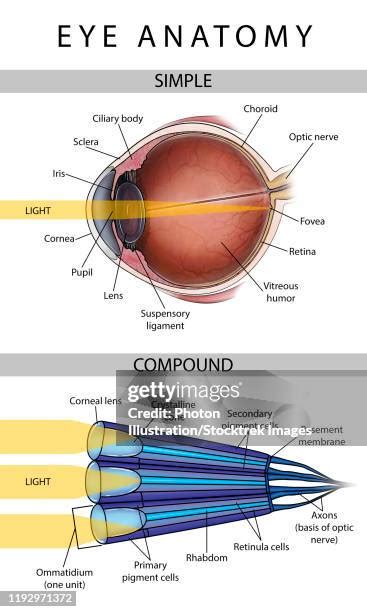 1,031 Insect Anatomy Stock Photos, High-Res Pictures, and Images ...