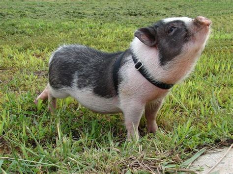 One Happy Pig | Pet pigs, Pot belly pigs, Teacup pigs