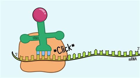 Translation: mRNA to Protein : Plantlet