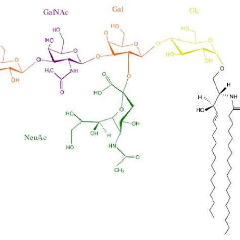 Schematic representation of ganglioside biosynthesis. Cer=ceramide ...