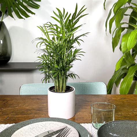 Parlor Palm Care and Grow Indoor Plant - Houseplant Central