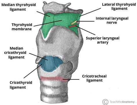 Laryngeal membranes – MedMule