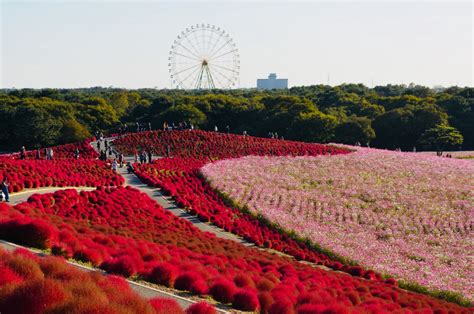 7 Must-Visit Flower Festivals around Tokyo in Autumn - Japan Web Magazine