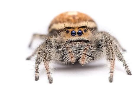 8 AMAZING jumping spiders types you can get as pets | ExoPetGuides in 2020 | Jumping spider, Pet ...