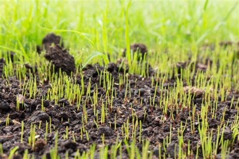 When to Plant Grass Seed in Spring (for best results) | Lawn Chick