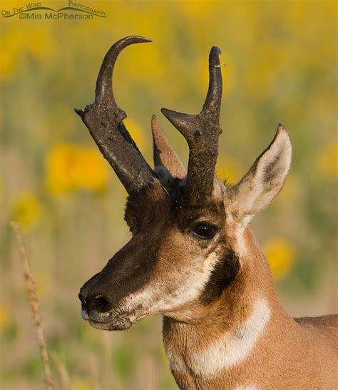 Horns of Pronghorns - On The Wing Photography