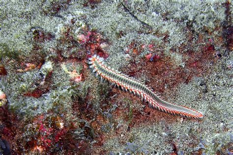 Sea Worm Lanzarote - Liam Ryan Photography