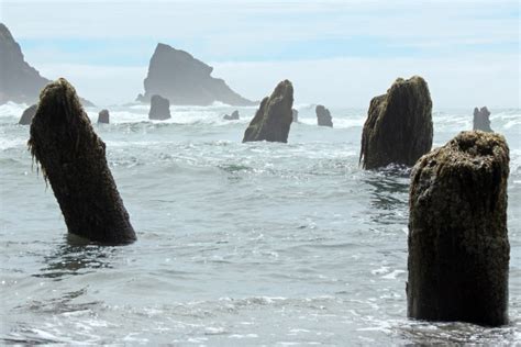 The Neskowin Ghost Forest of Oregon is Incredible