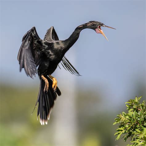 Anhinga | Audubon Field Guide