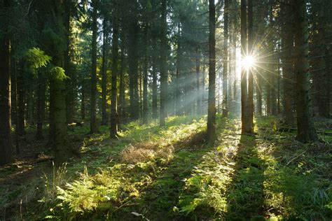 Unexpected side effects of large-scale forestation on climate change ...