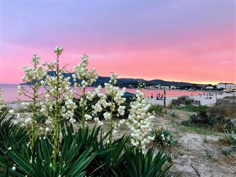 [OC] France - La Seyne-sur-Mer - Bikini Bay - Sablettes beach : Yucca ...