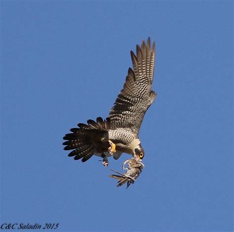 Facts About Peregrine Falcons-Buffalo Bill Center of the West