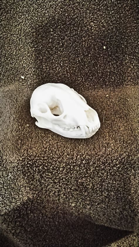 Real Raccoon Skull Taxidermy Museum Art Cabin Decor Ring Tail - Etsy