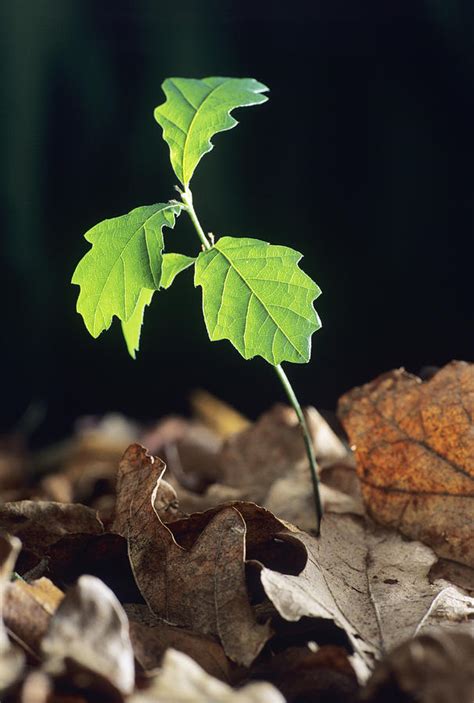 Oak Tree (quercus Sp.) Seedling Photograph by David Aubrey - Pixels