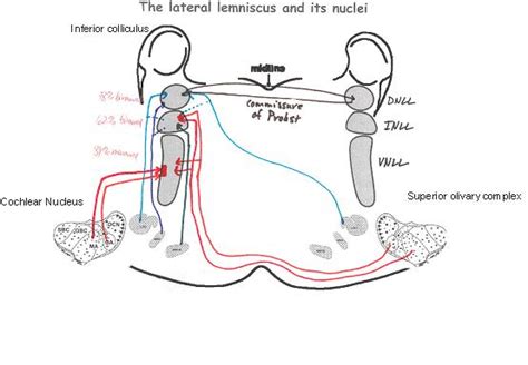 Lateral lemniscus - wikidoc