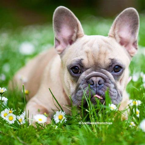 Blog — Northwest Frenchies Bulldog Puppy Training, Potty Training Puppy ...