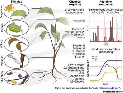 Proton Transfer Reaction Mass Spectrometry for Plant Metabolomics: Trends in Plant Science