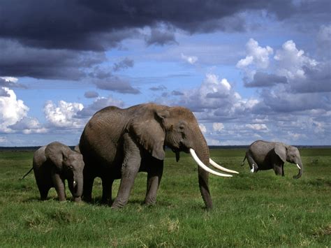 Animals: African Elephants, Amboseli National Park, Kenya, picture nr. 32922