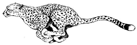 Arthur's Cheetah Clipart Page 1 | Animal tattoos, Cheetah drawing, Cheetah coloring page