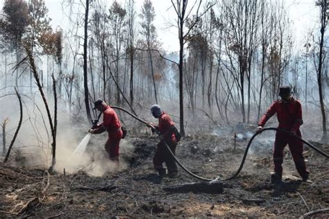 Peatland on fire again as burning season starts in Indonesia