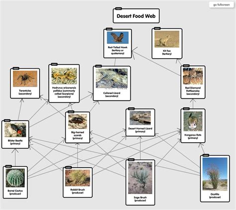 Food Web - The Deserts of the World