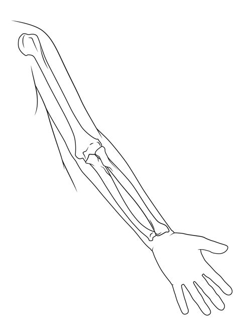 Arm Bones Drawing at GetDrawings | Free download