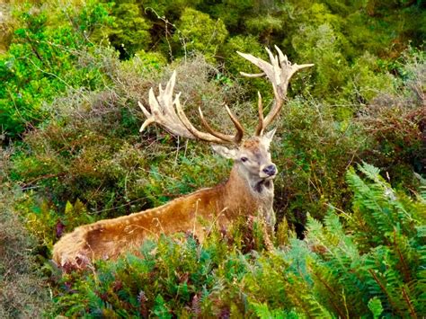 Red Stag · New Zealand Safaris