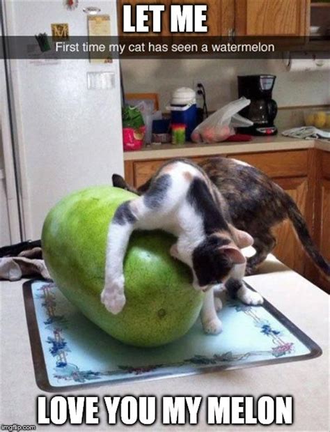 Cat loving a watermelon - Imgflip