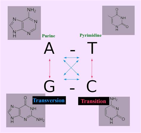 Differentiate between transition and transversion.