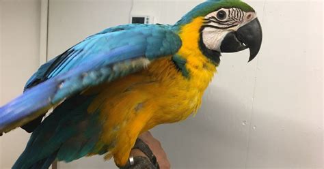 PARROTS AND EXOTIC BIRDS FOR SALE: Gorgeous Blue Gold Macaw Baby Parrot