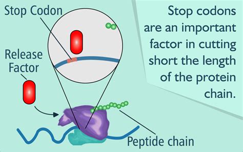 19 Extraordinary Facts About Stop Codon - Facts.net