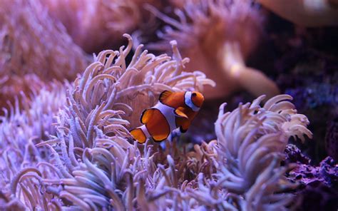 8 Exhibits at SEA Life Sydney Aquarium You Cannot Miss!