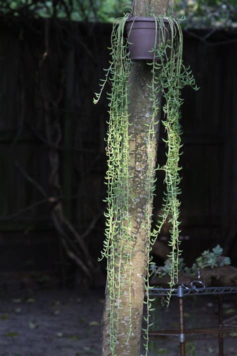 Senecio radicans String of Bananas - Sucs for You!