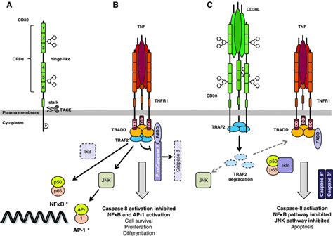 CD30 as a Therapeutic Target for Lymphoma | SpringerLink