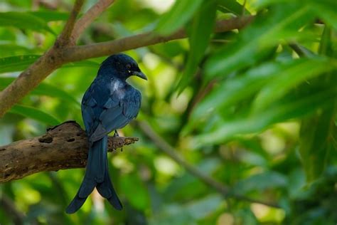 Drongo Bird Animal Black - Free photo on Pixabay - Pixabay