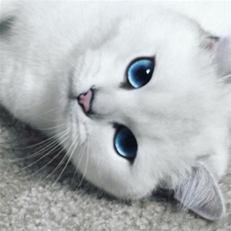 White Blue Eyes