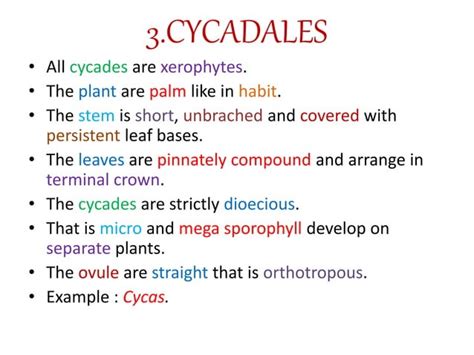 Classification of gymnosperm by chamberlain | PPT