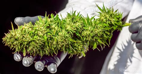 How to maximise the yield of a cannabis plant - Sensi Seeds