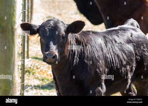 a Cow on a beef farm Stock Photo - Alamy