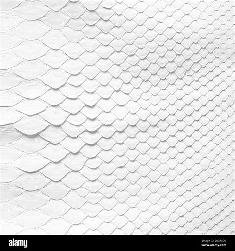 natural snake skin texture, white leather background Stock Photo - Alamy