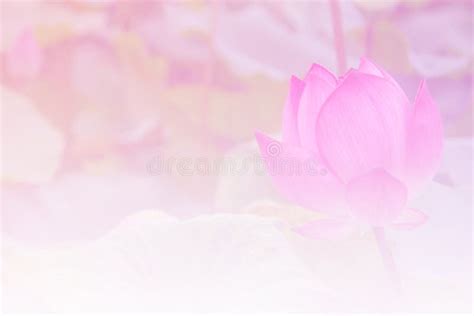 Pink lotus background stock image. Image of detail, nature - 124454601