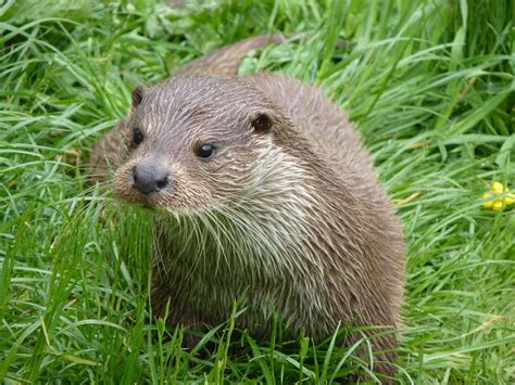 European Otter | All Species Wiki | FANDOM powered by Wikia