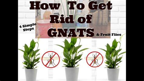 How To Get Rid Of Little Black Flies In House Plants - melanieausenegal