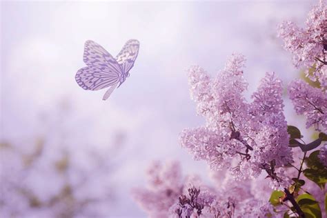 Lavender And Butterflies Wallpapers - Wallpaper Cave