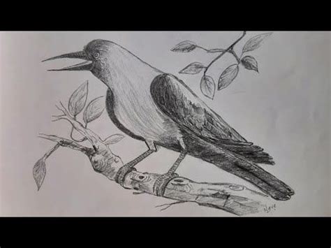 Indian Crow Drawing Using Pencil | How to draw a crow | Pencil Shading Step by Step | Birds ...