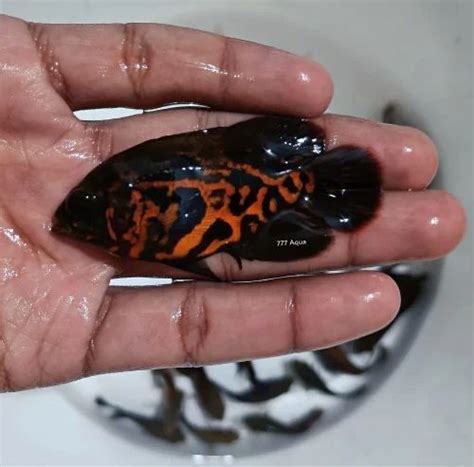 Tiger Oscar Fish at Rs 100/piece | Lalghati | Bhopal | ID: 2850446933948