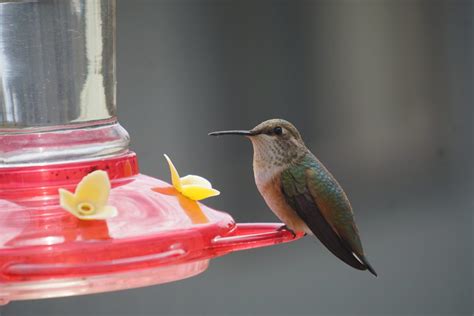 Keeping hummingbirds safe in winter - BC SPCA